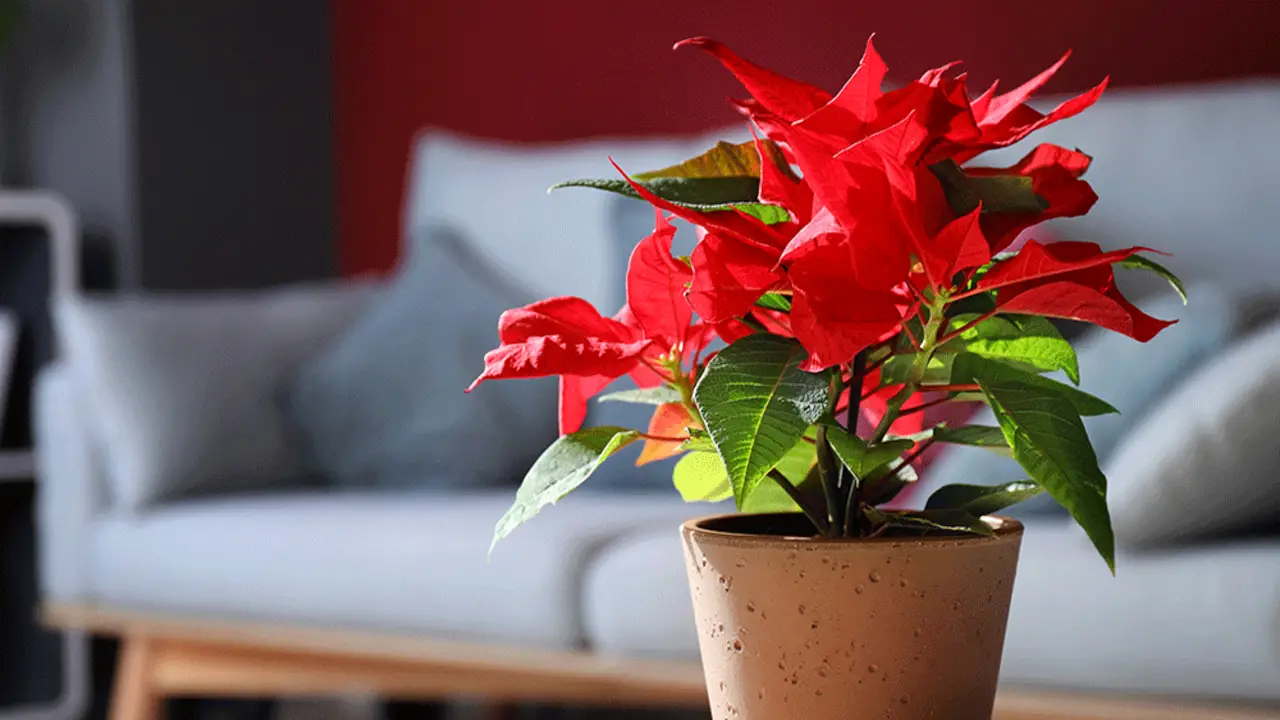 How To Know It's Time To Toss Your Poinsettia