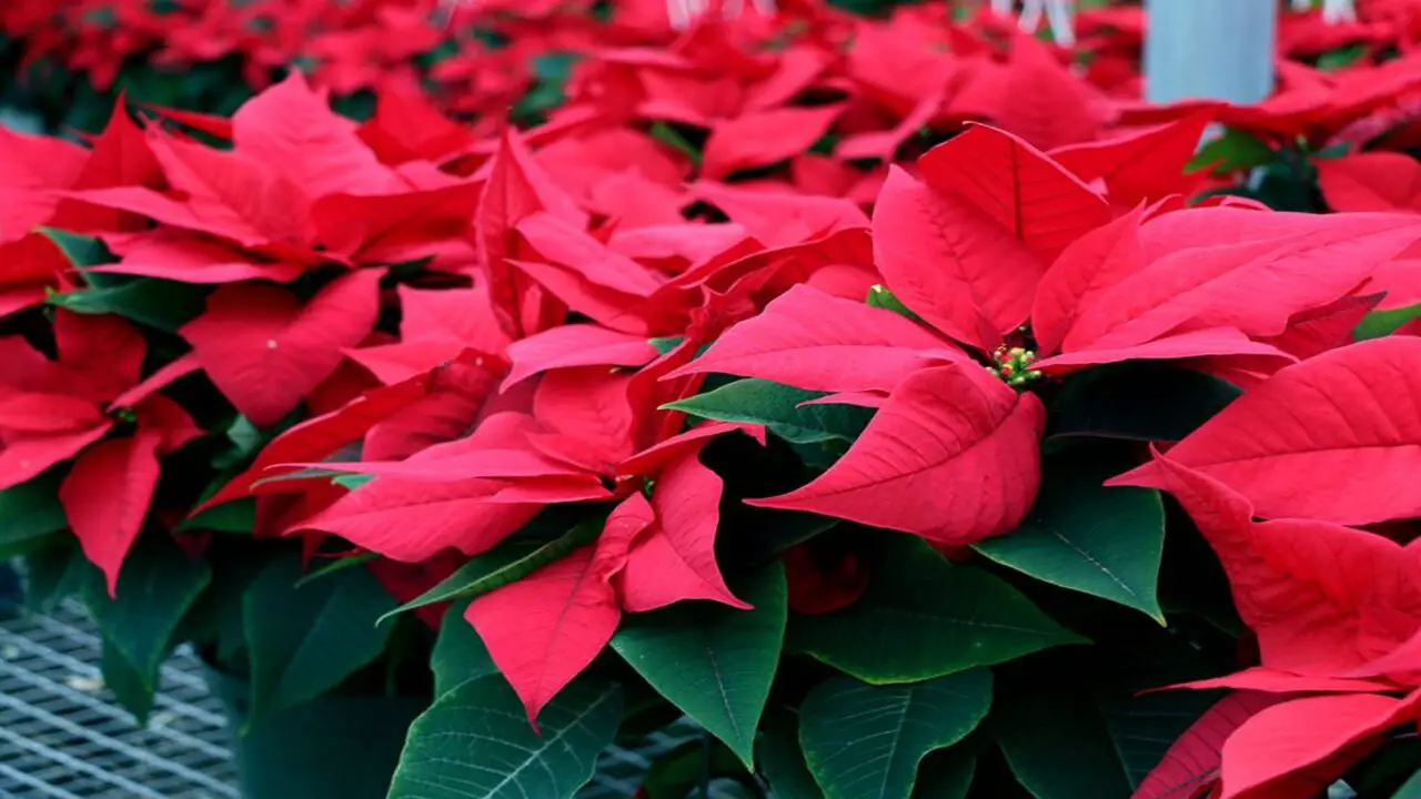 How To Make Poinsettias Rebloom For The Holidays