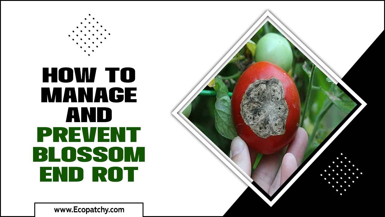 How To Manage And Prevent Blossom End Rot