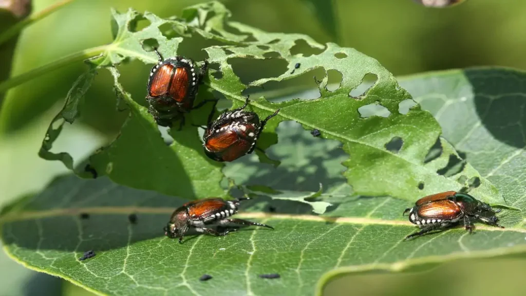 How To Organically Control Aphids In The Garden Details Explain