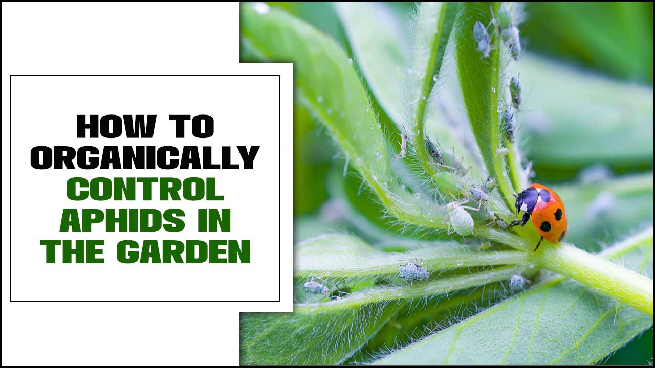 How To Organically Control Aphids