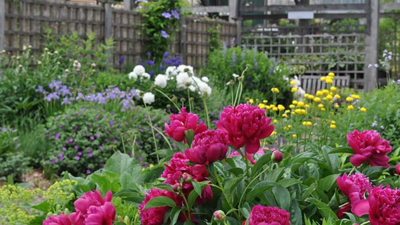 How To Overcome Common Peony Planting Problems