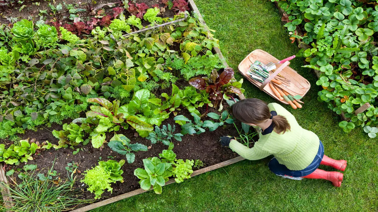 How To Plan A Vegetable Garden In 12 Easy Steps