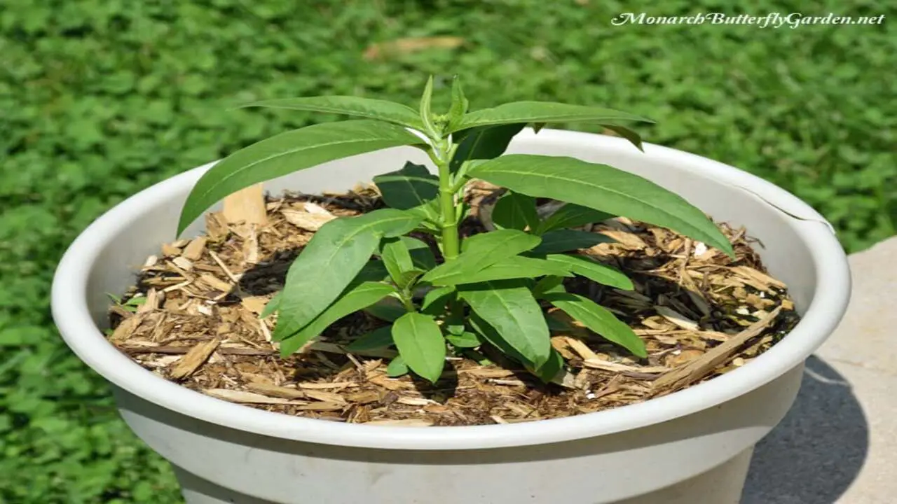 How To Plant A Milkweed In A Container