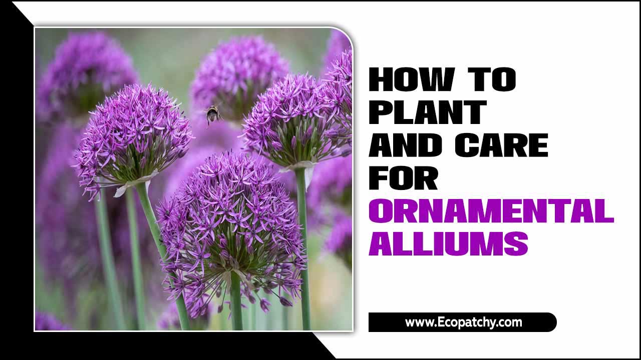 How To Plant And Care For Ornamental Alliums