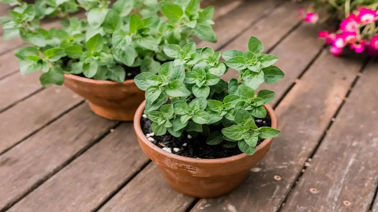 How To Plant And Grow Oregano Plant – Simple  6 Steps