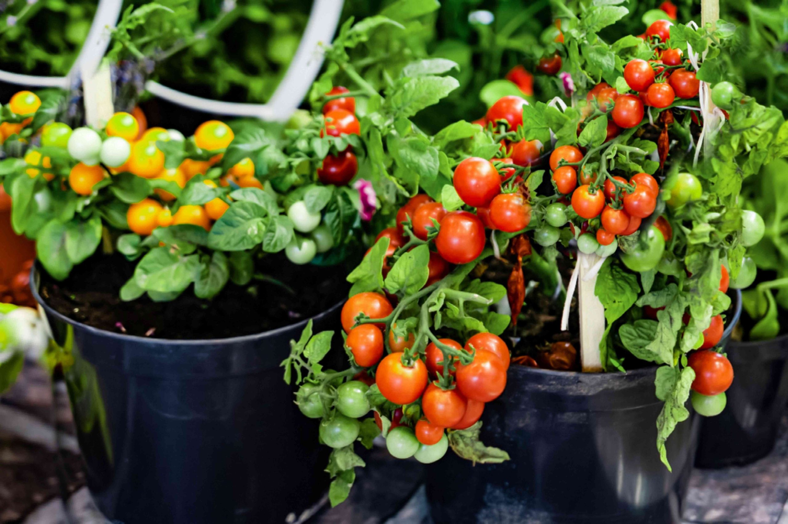 How To Plant Cherry Tomato Seedlings In Containers