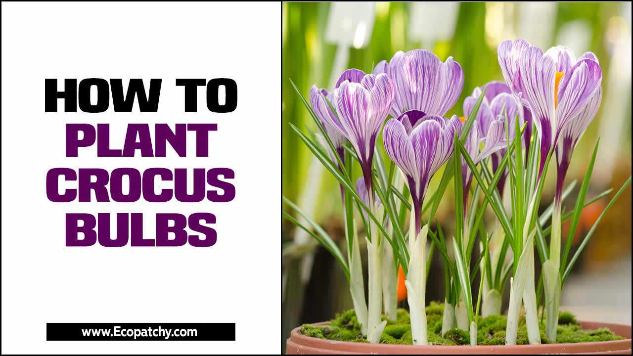 How To Plant Crocus Bulbs