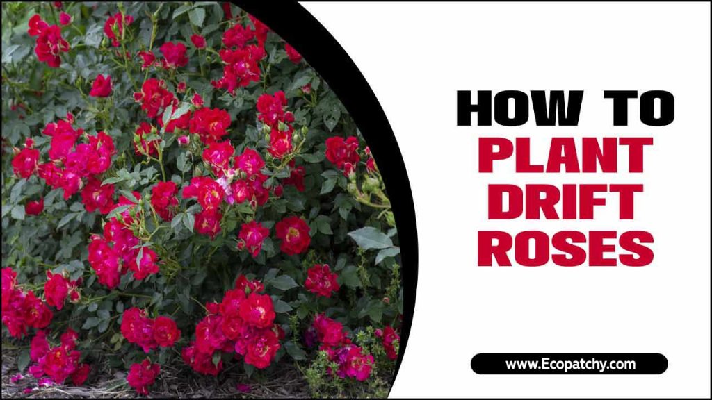 Plant Drift Roses Blooming Bliss