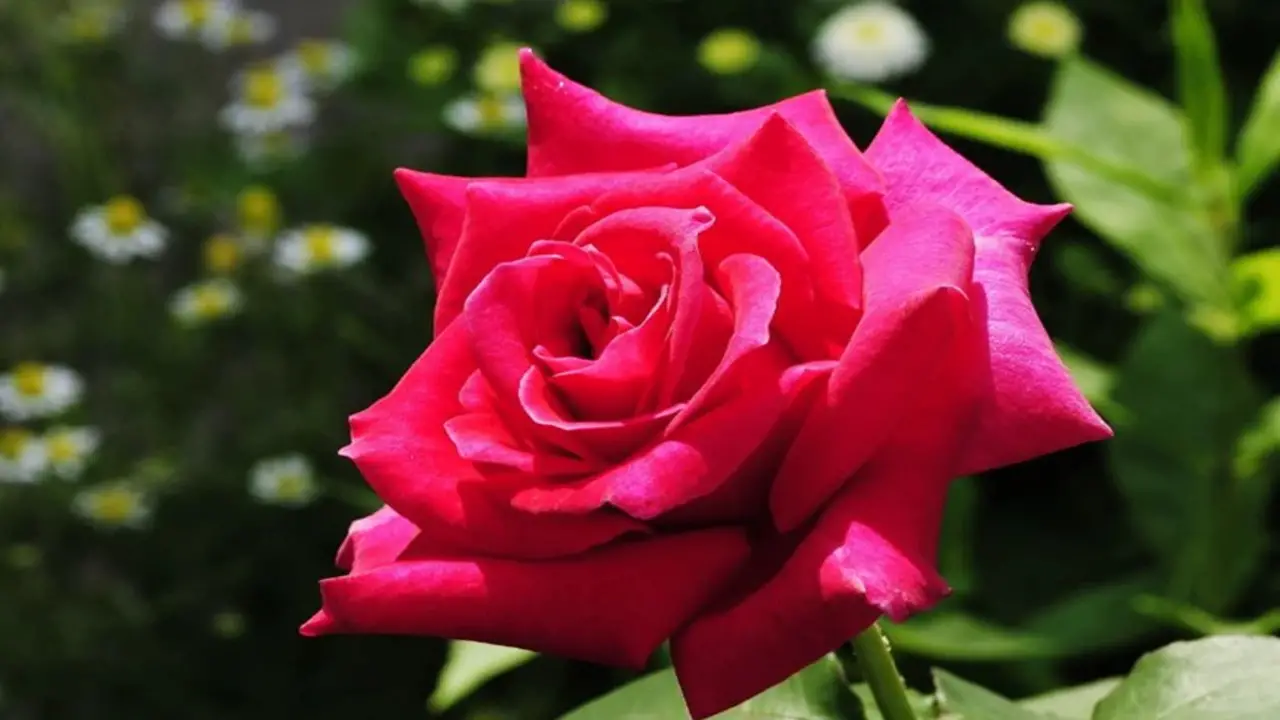 How To Plant Drift Roses: A Step-By-Step Guide
