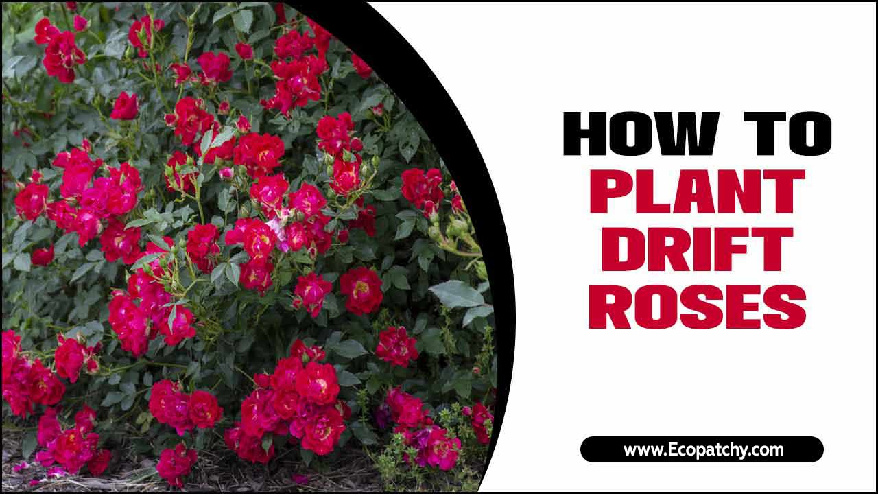 How To Plant Drift Roses
