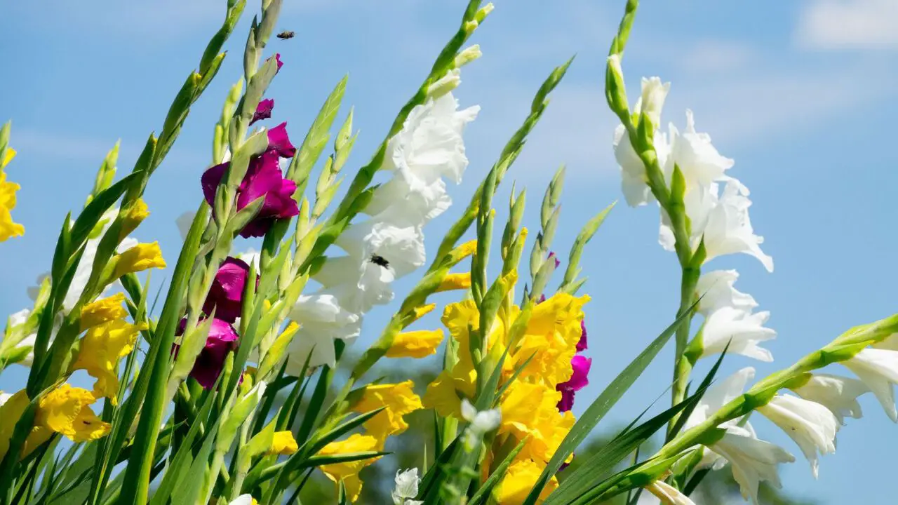 How To Plant Gladiolus Bulbs For Beautiful Summer Blooms