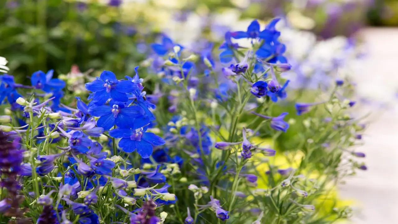 How To Plant Larkspur Flowers