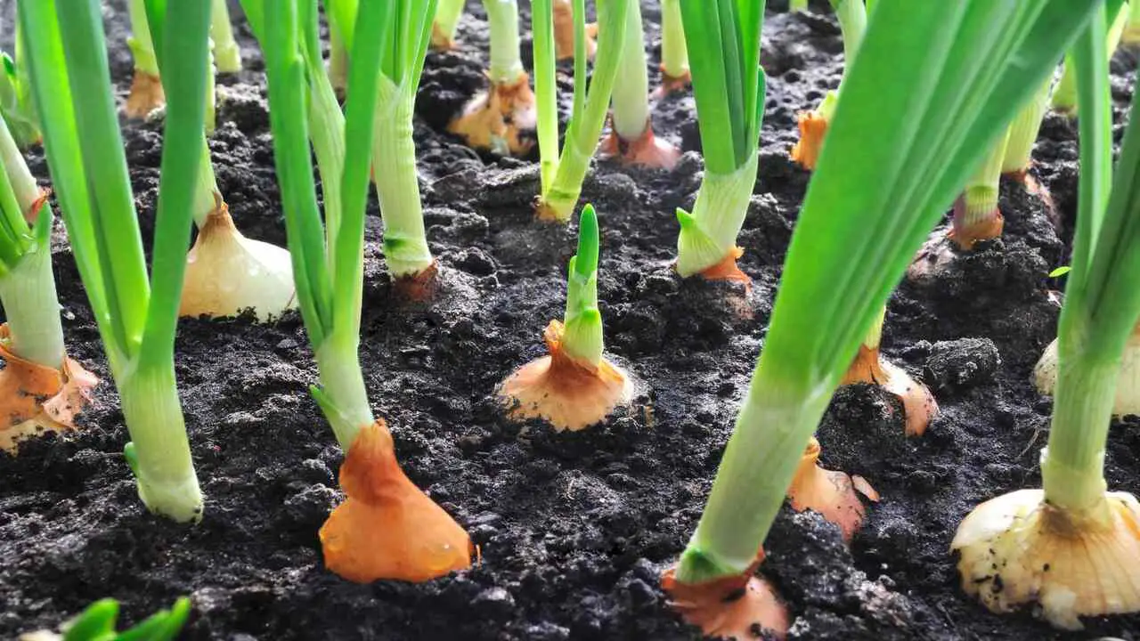 How To Plant Onions In The Container Garden