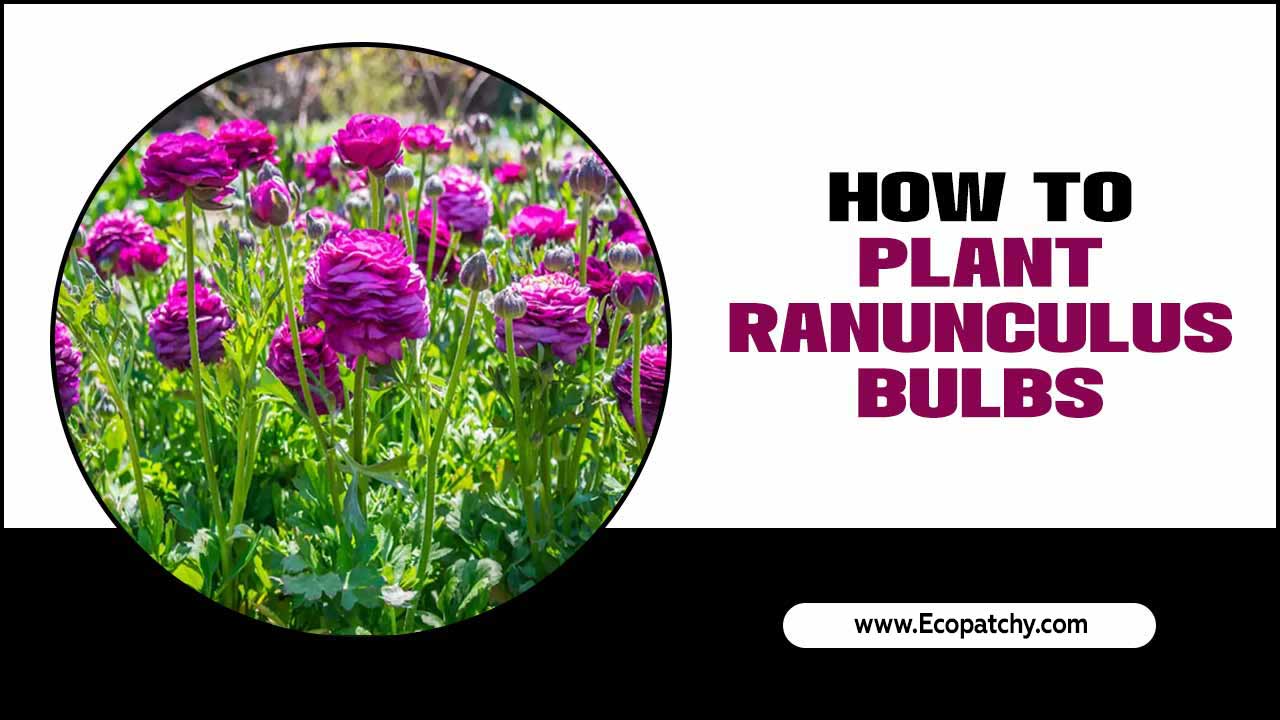 How To Plant Ranunculus Bulbs