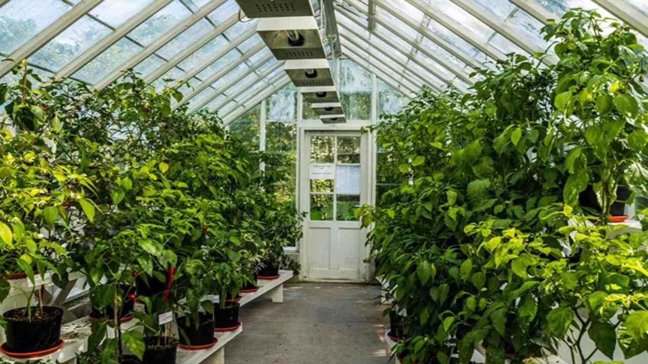 How To Pollinate Plants In A Greenhouse - Full Process