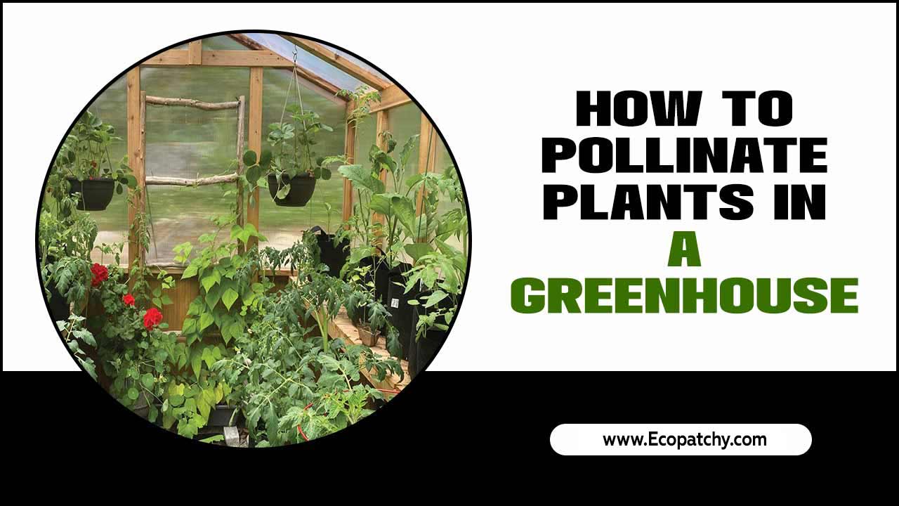 How To Pollinate Plants In A Greenhouse
