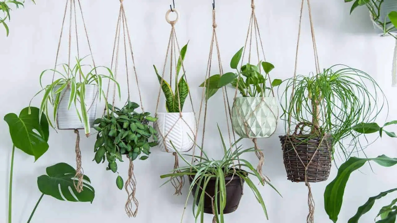 How To Pot And Hang Indoor Plants