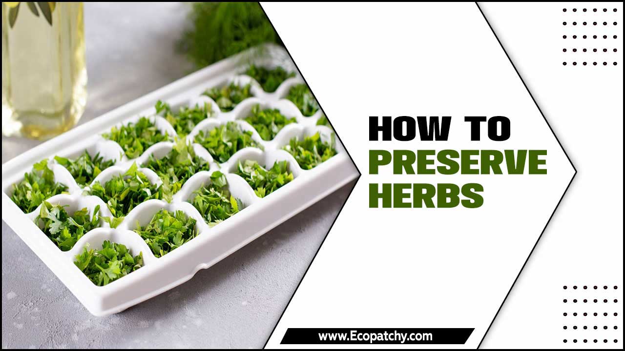 How To Preserve Herbs