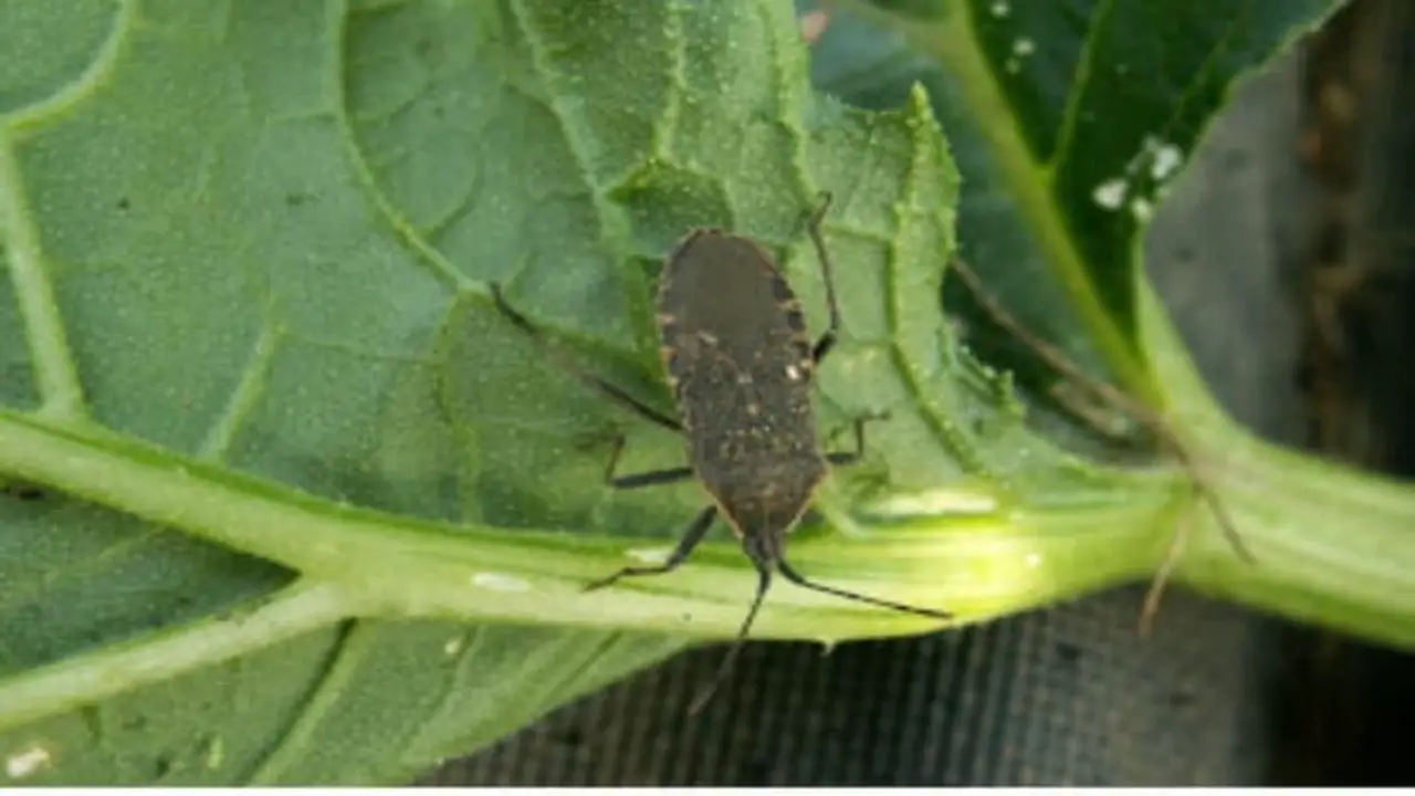 How To Prevent Squash Bugs