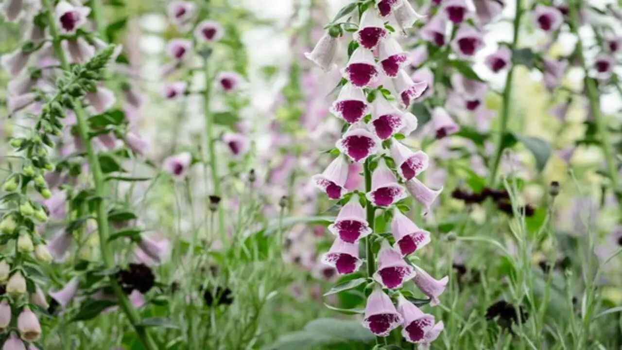 How To Propagate Foxgloves For Free