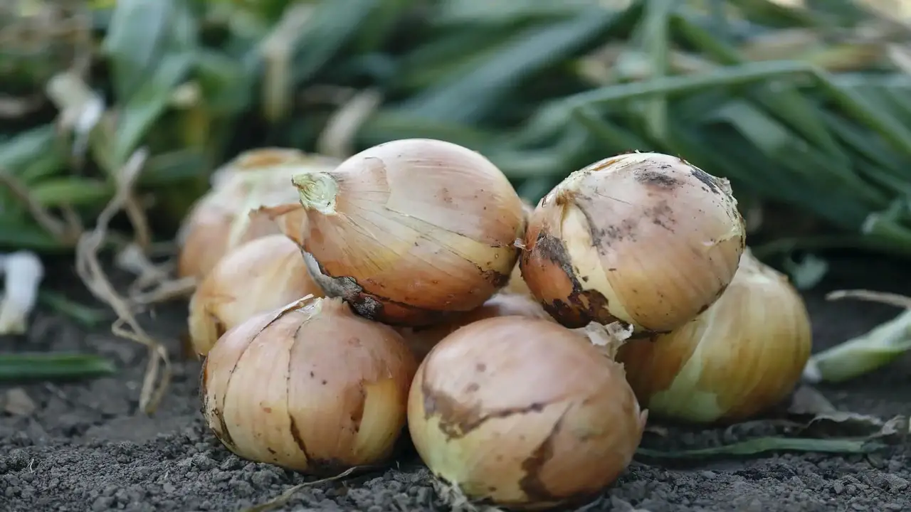 How To Properly Harvest Onions