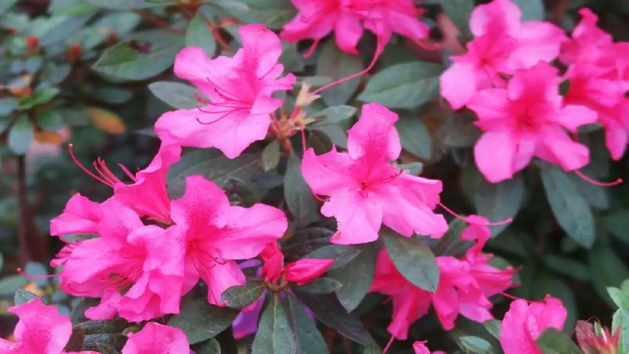How To Prune Azaleas To Keep Them Blooming And Beautiful