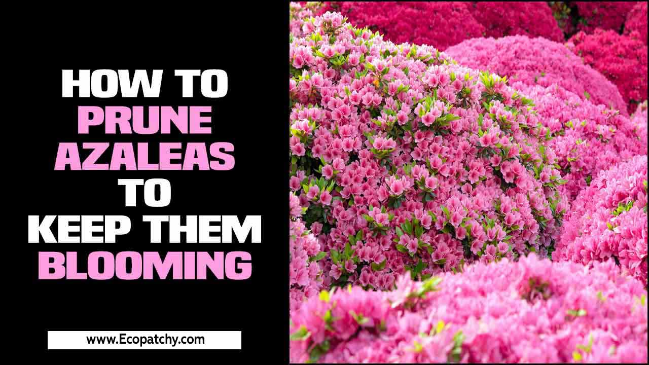 How To Prune Azaleas To Keep Them Blooming