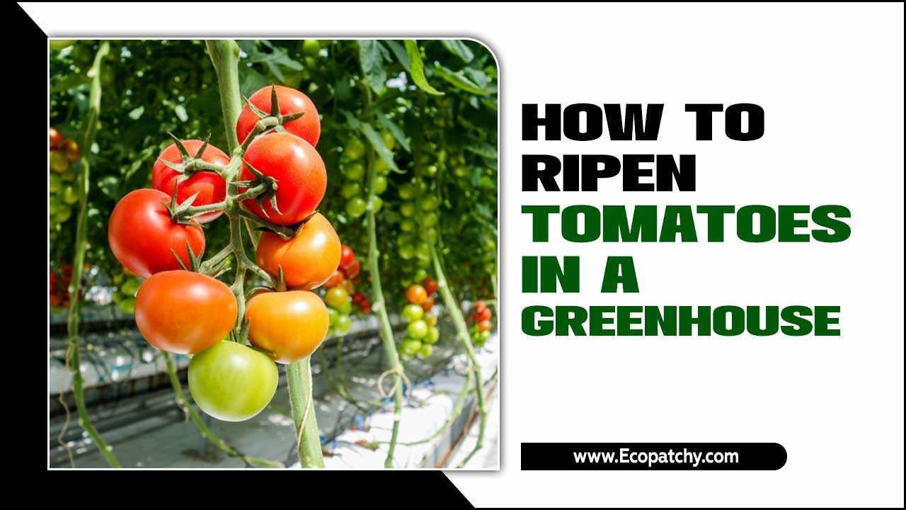 How To Ripen Tomatoes In A Greenhouse
