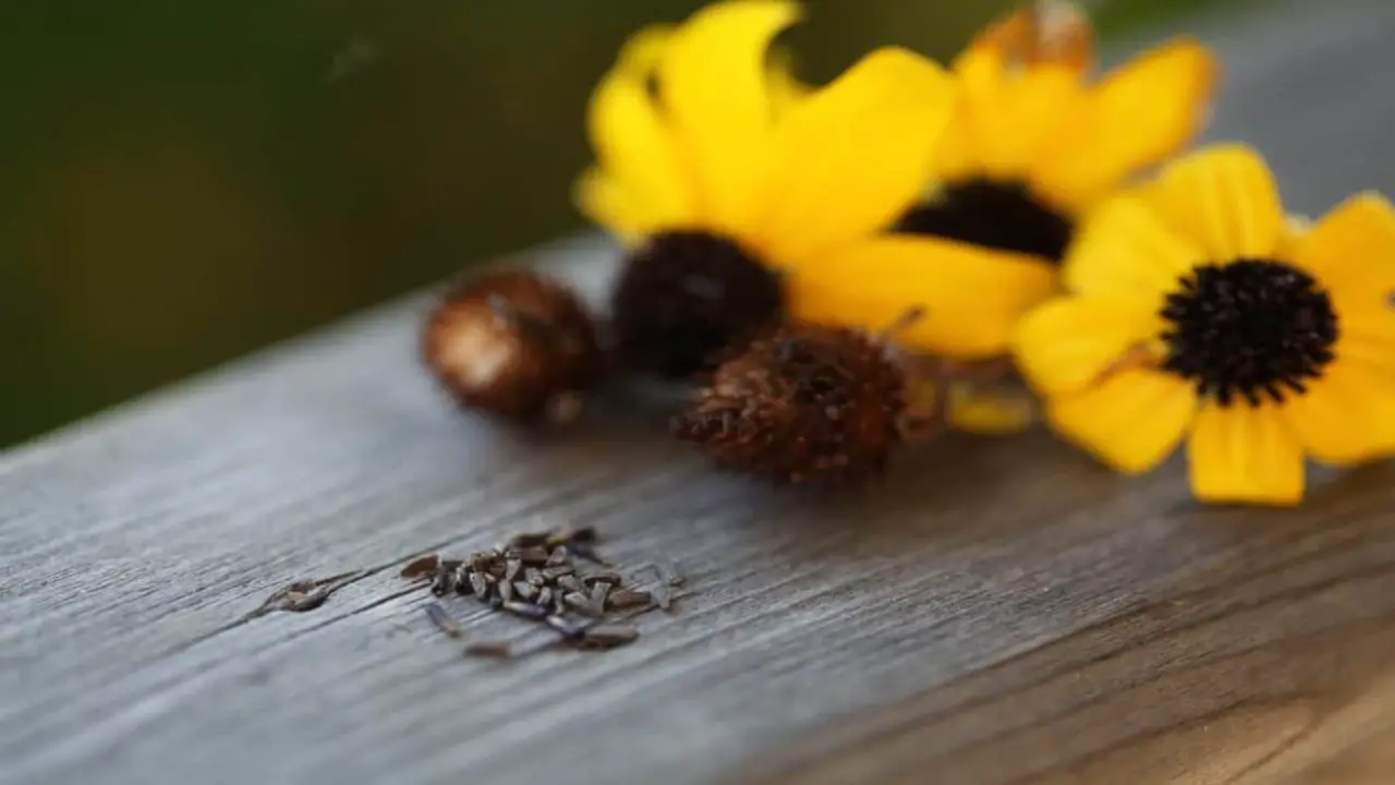 How To Save Rudbeckia And Daisy Seeds