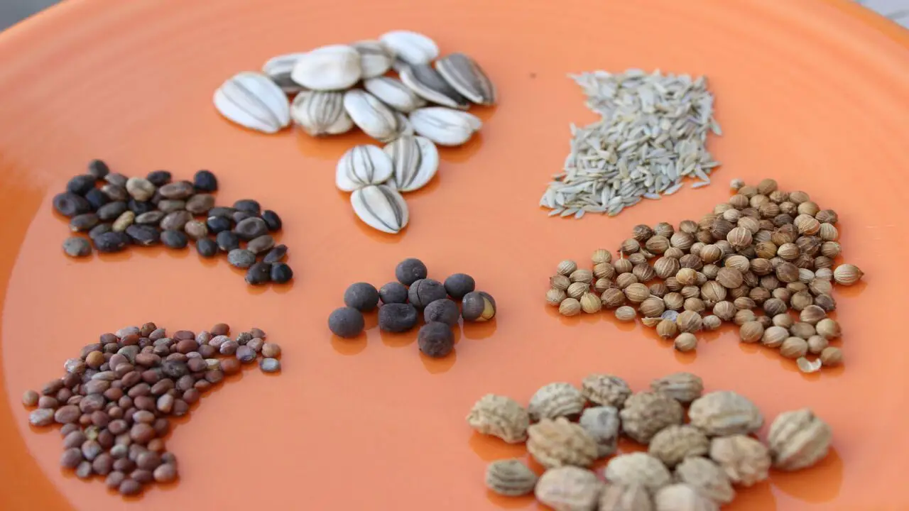 How To Save Seeds From Your Garden Seed Saving Basics
