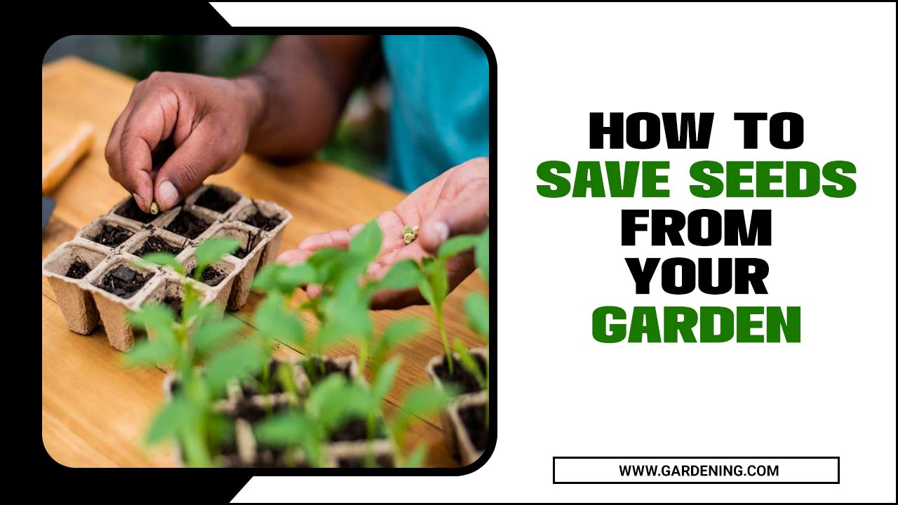 How To Save Seeds From Your Garden