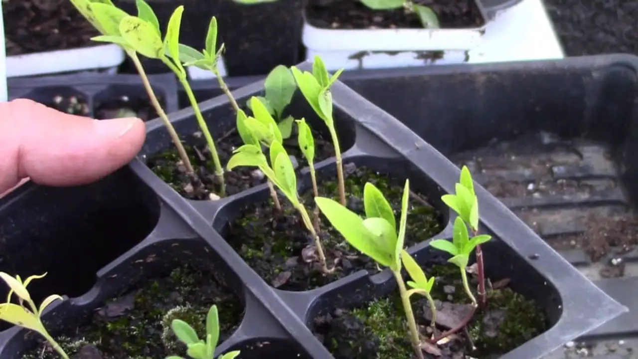How To Start Milkweed From Seed Indoors