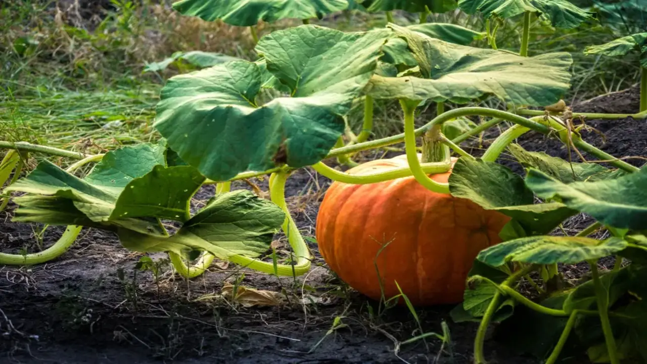 How To Take Care Of Cinderella Pumpkin Plants