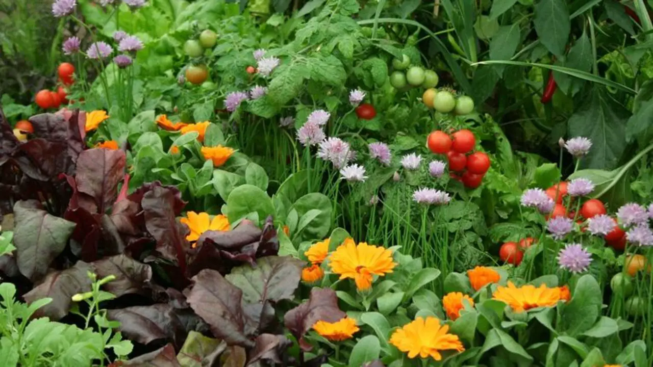 How To Use Flowers In The Vegetable Garden
