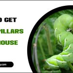 How To Get Rid Of Caterpillars In A Greenhouse: Expert Tips