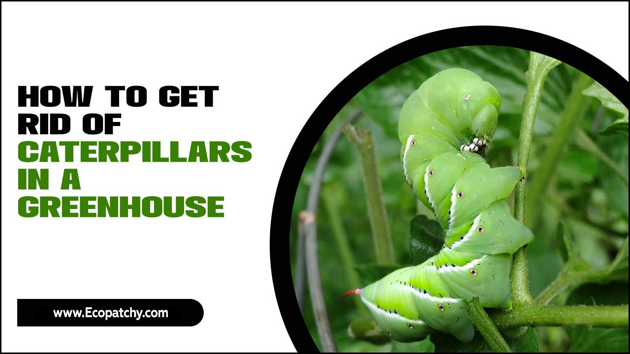 How To Get Rid Of Caterpillars In A Greenhouse