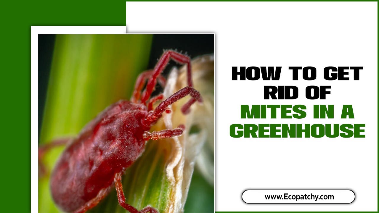 How To Get Rid Of Mites In A Greenhouse