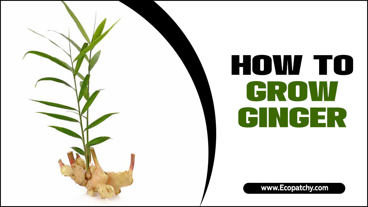 How To Grow Ginger