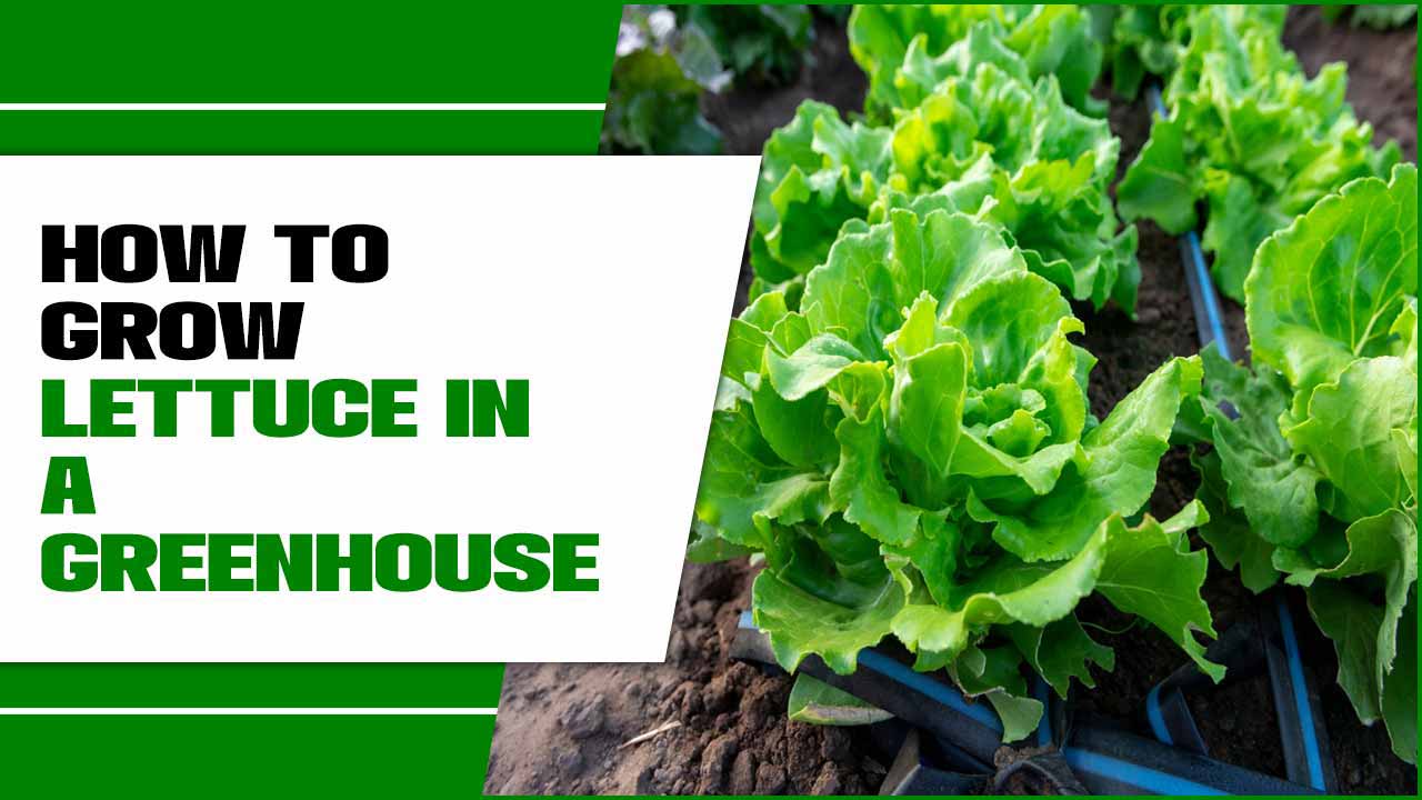 How To Grow Lettuce In A Greenhouse
