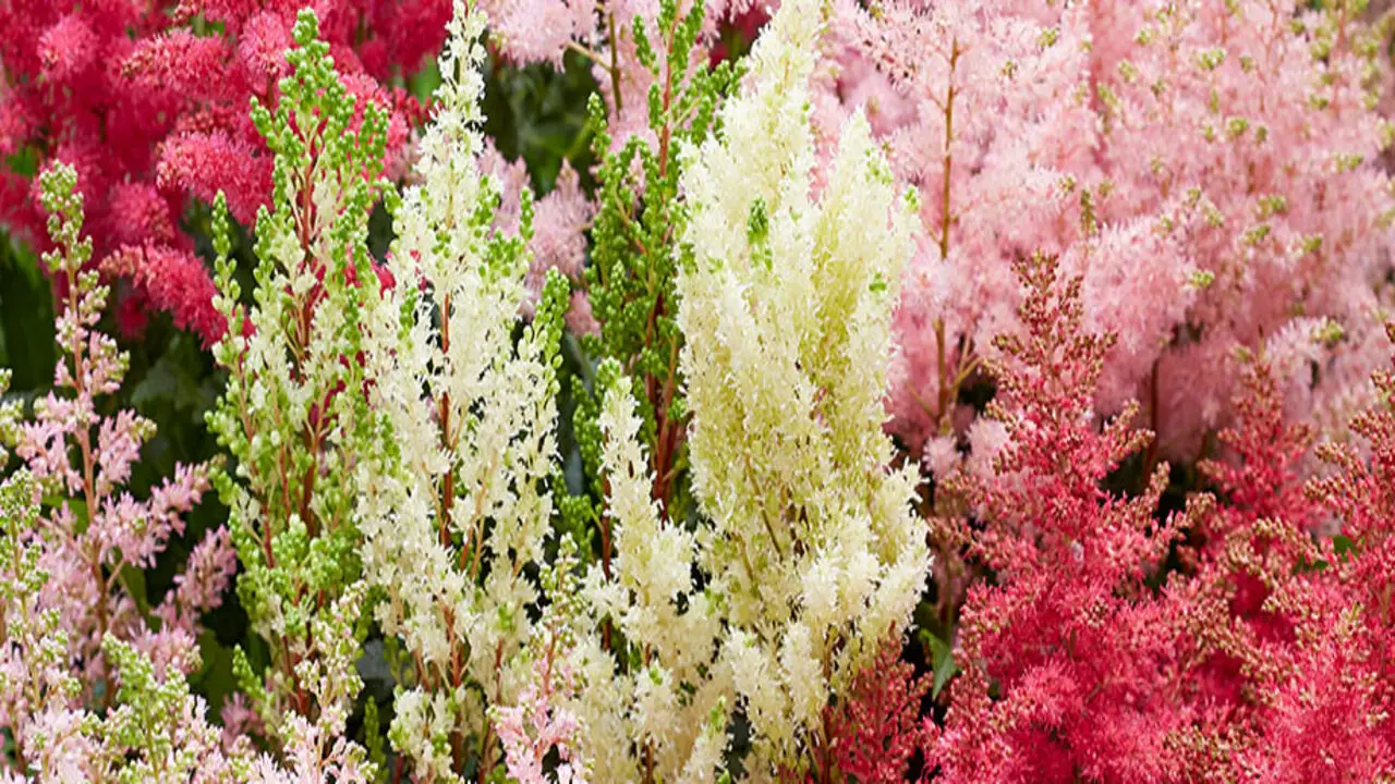 Ideal Conditions For Growing Astilbe