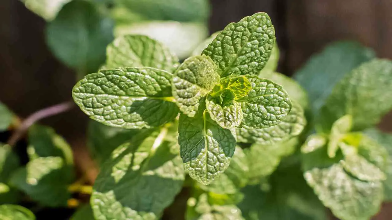 Ideal Soil Conditions For Mint Growth
