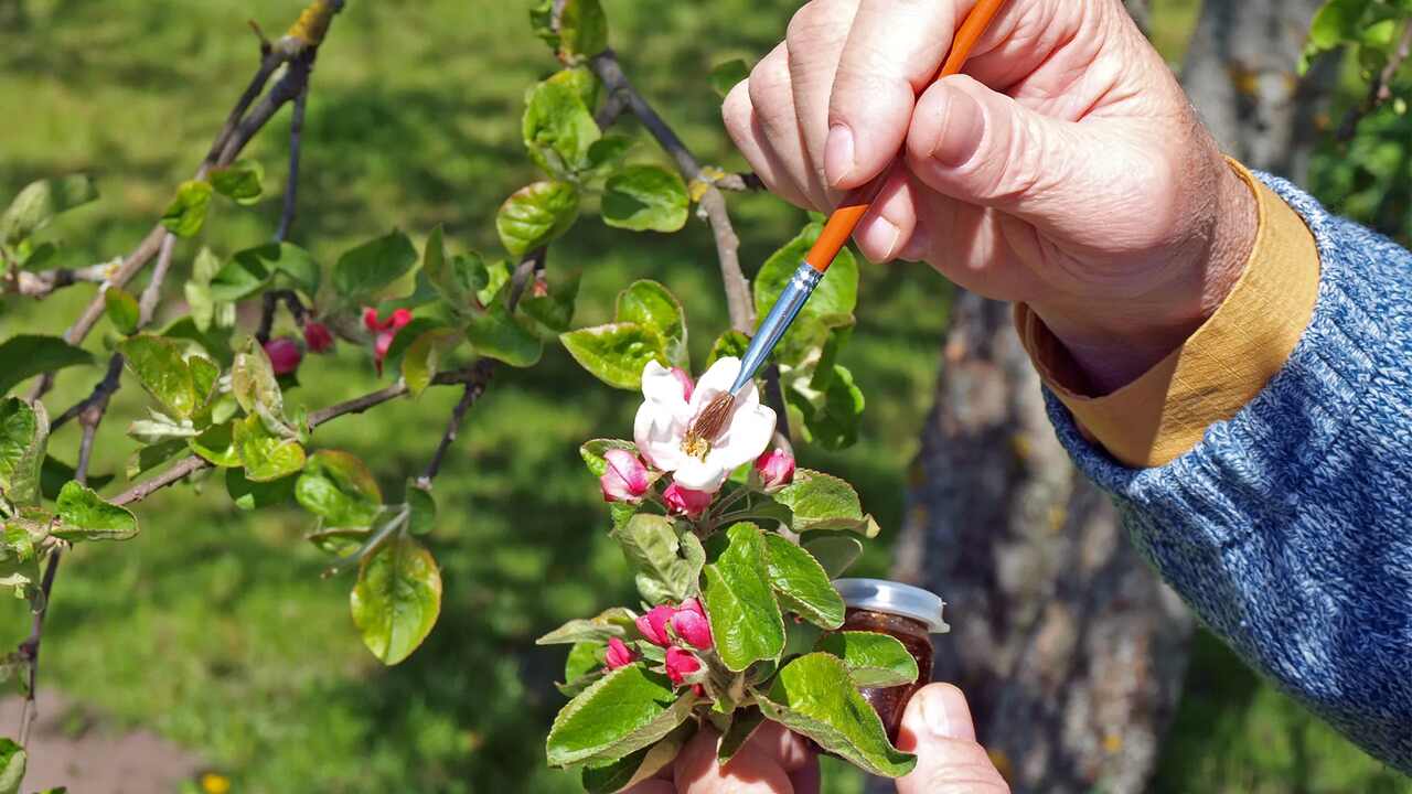 Identify The Plants That Require Manual Pollination