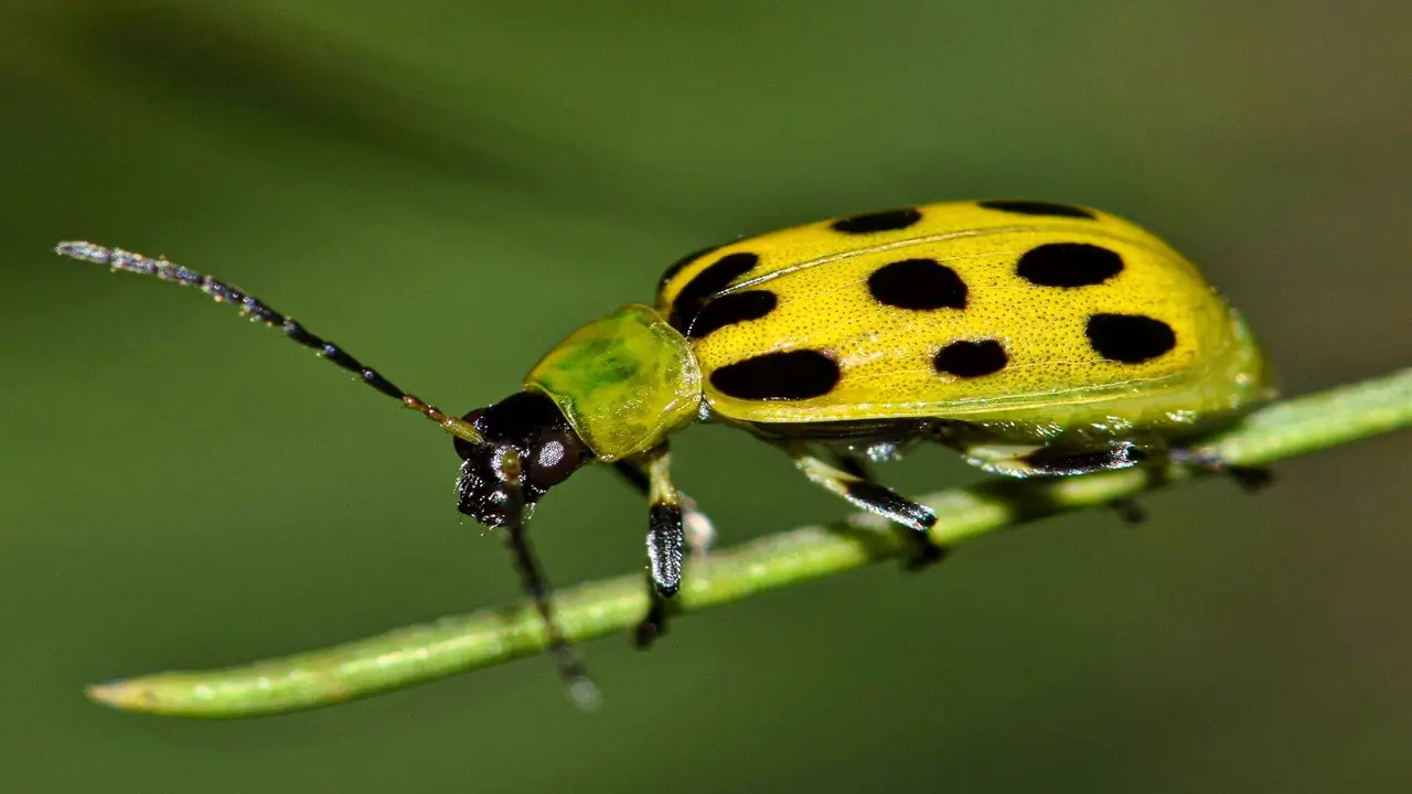 Identifying And Differentiating Cucumber Beetle Species