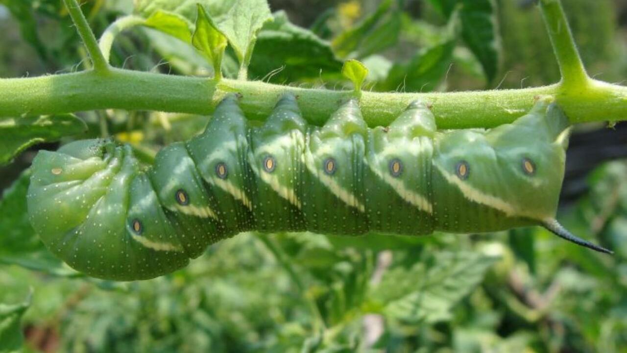 Identifying Common Caterpillar Species In Greenhouses