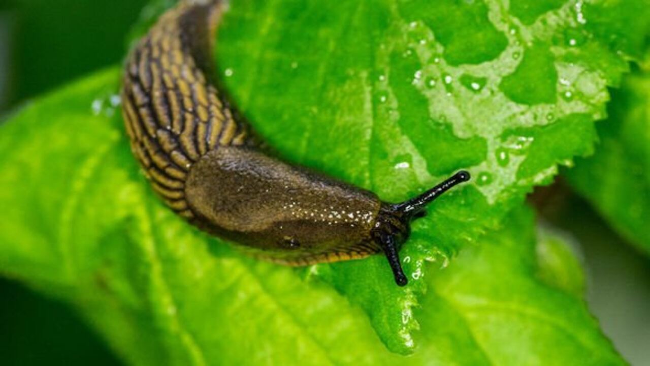 Identifying Signs Of Slug And Snail Infestation