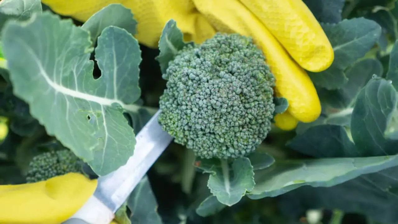 Identifying The Ideal Time To Harvest Broccoli