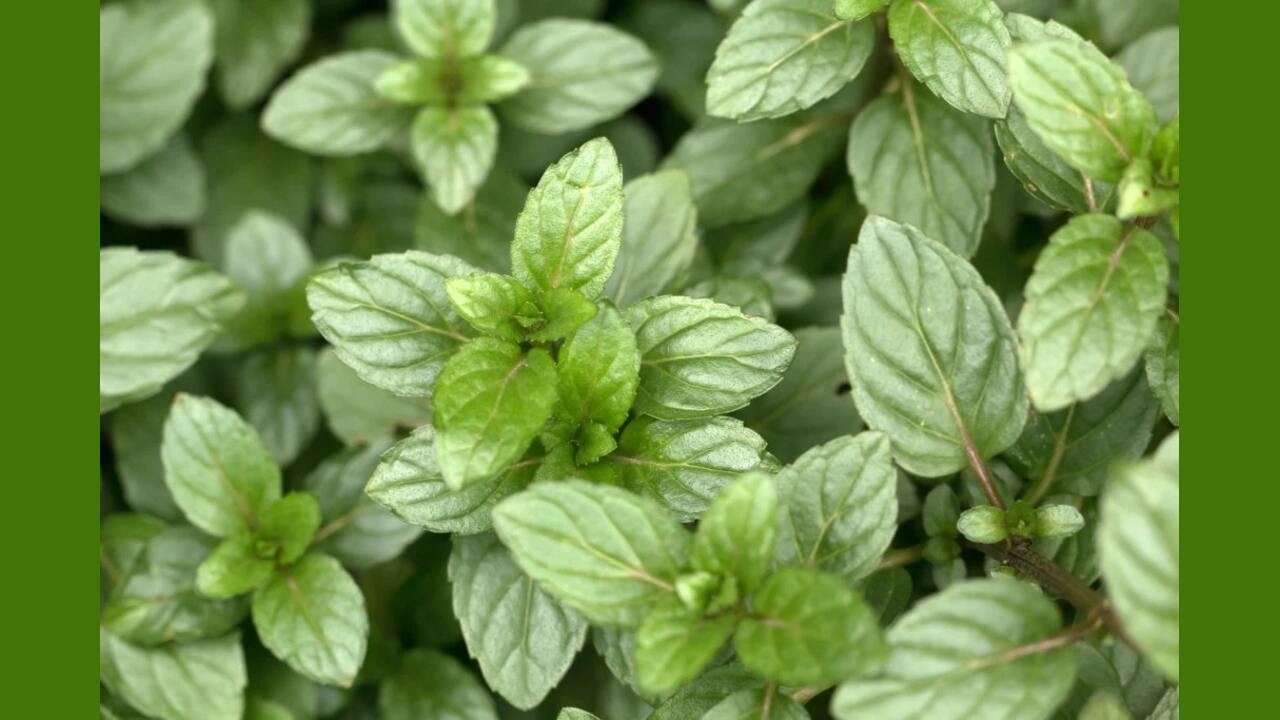 Identifying The Ideal Time To Harvest Mint