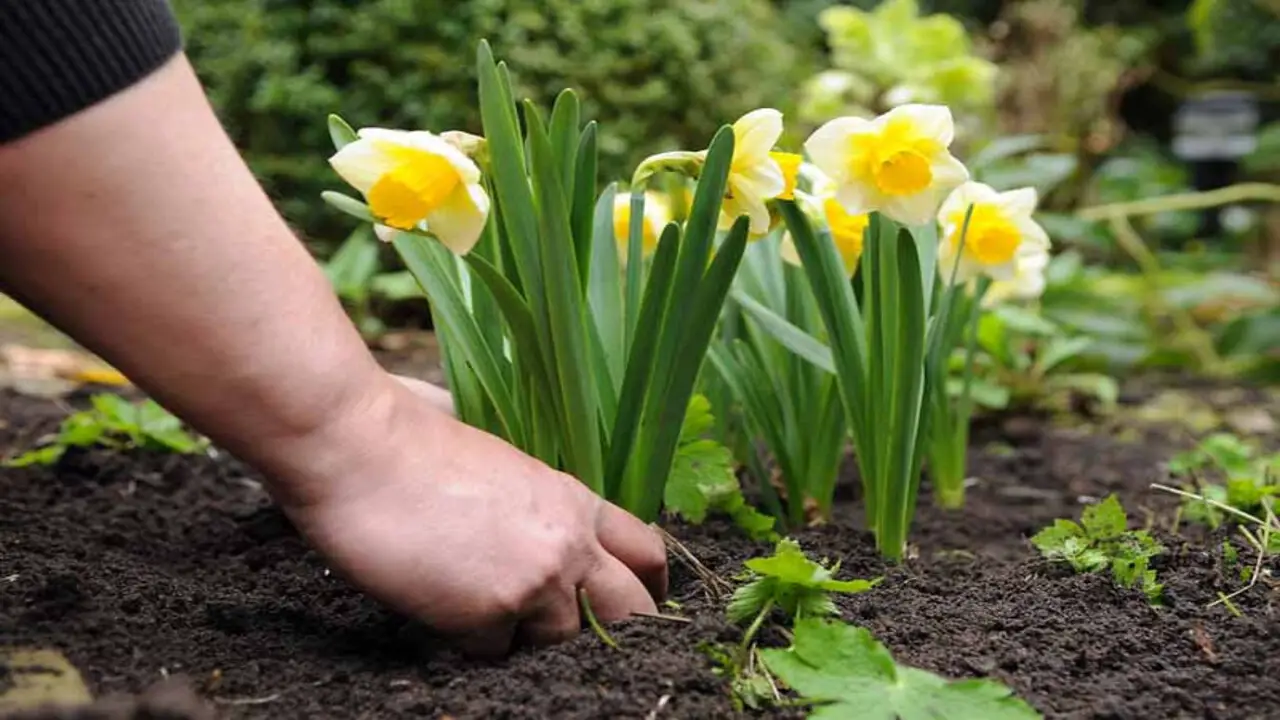 Importance Of Daffodils And Bulb Growing