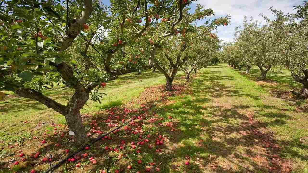 Importance Of Growing Apple Trees In A Greenhouse